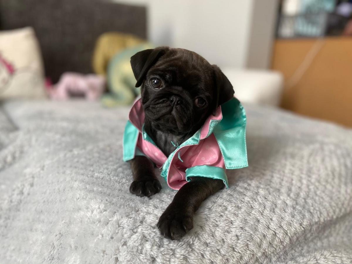 Willa Babahaz Bodajk Zewnętrze zdjęcie